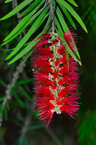 Callistemon rigidus (Stiff Bottlebrush) seeds - RP Seeds