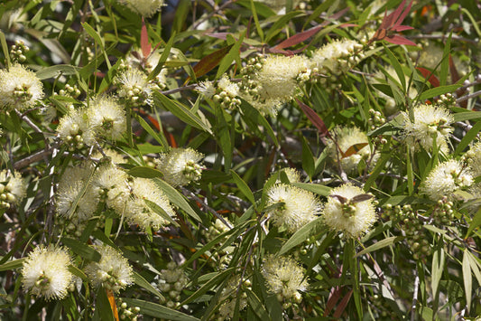 Callistemon salignus (Willow Bottlebrush) seeds - RP Seeds