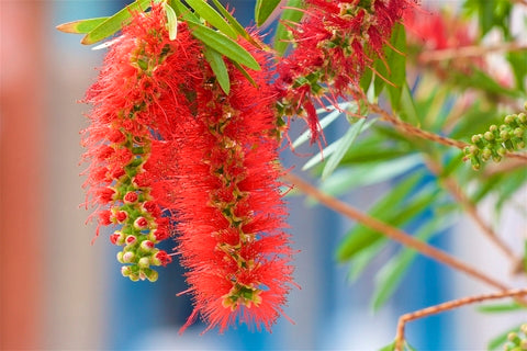 Callistemon viminalis (Weeping Bottlebrush) seeds - RP Seeds