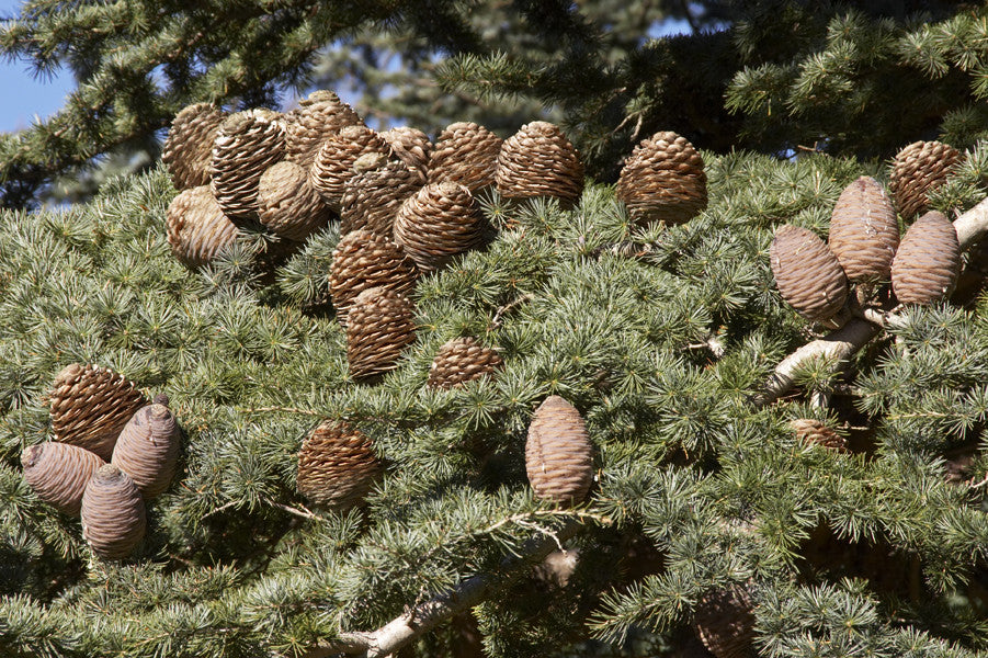 Cedrus libani (Cedar of Lebanon) seeds - RP Seeds