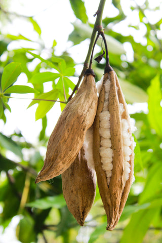 RP Seeds:Ceiba pentandra (Kapok/Silk Cotton Tree) seeds 25 seeds £2.35