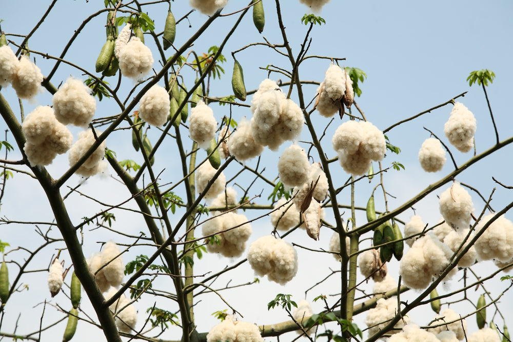 Ceiba pentandra (Kapok/Silk Cotton Tree) seeds - RP Seeds
