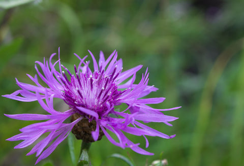 Centaurea scabiosa (Greater Knapweed) seeds - RP Seeds