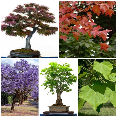 bonsai tree seeds uk RP Seeds: Bonsai Tree Seed Collection 2