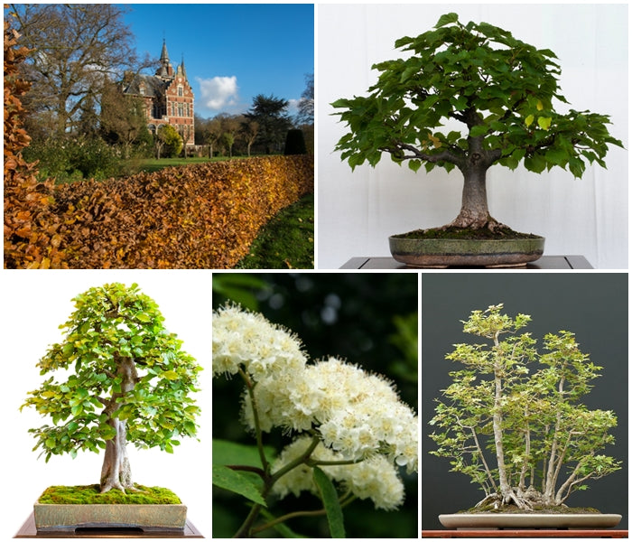 British Native Tree Seed Collection - 5 Packets - RP Seeds