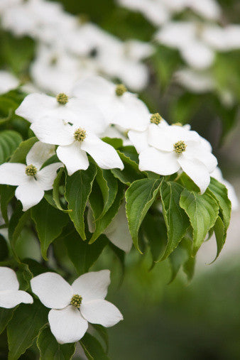 Cornus kousa chinensis Milky Way (Chinese Dogwood) seeds - RP Seeds