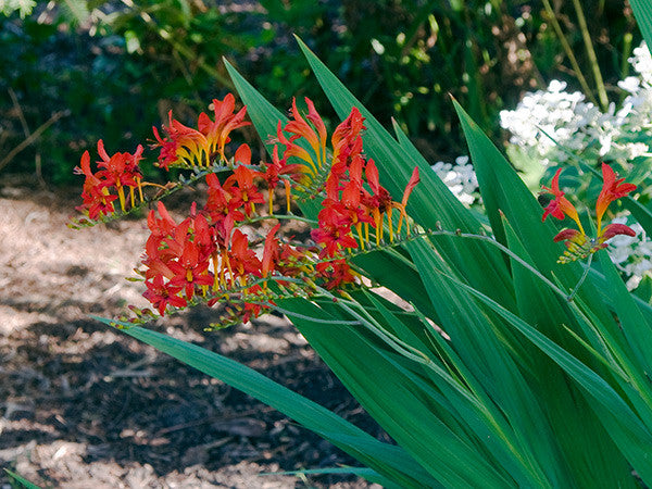 lucifer plant seeds RP Seeds : Crocosmia New Hybrids 30 seeds
