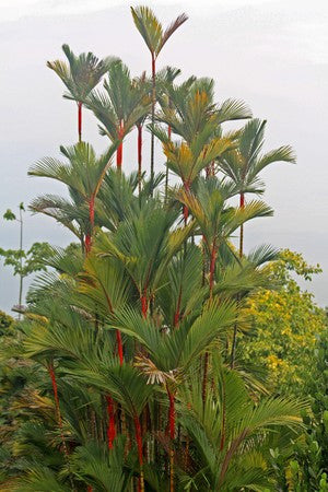 red palm plants for sale RP Seeds: Cyrtostachys renda (Red Sealing Wax/Lipstick Palm) 10 seeds