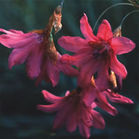 Dierama igneum (Angel's Fishing Rod) seeds - RP Seeds