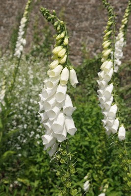 Digitalis purpurea alba (Foxglove) seeds - RP Seeds