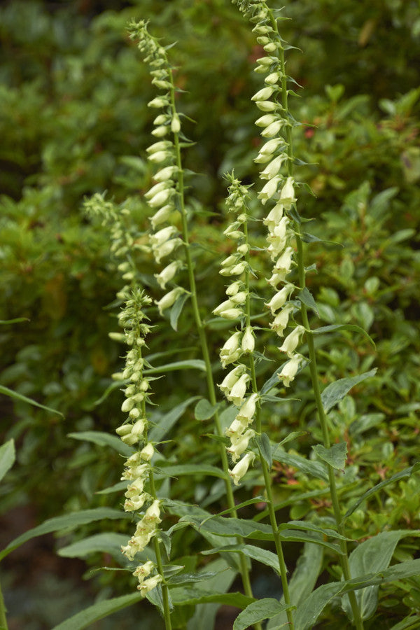 Digitalis lutea (Foxglove) seeds - RP Seeds