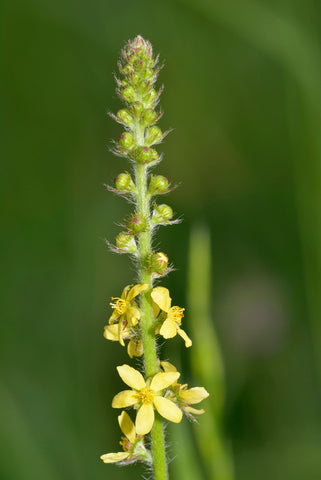 Agrimonia eupatoria (Agrimony) seeds - RP Seeds