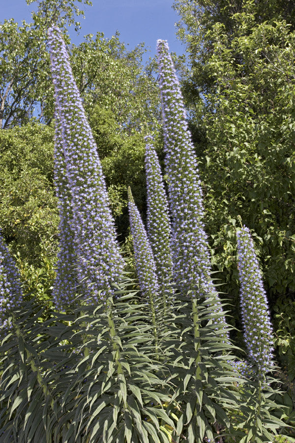 tower of jewels plant seeds RP Seeds Echium pininana Blue Steeple (Tower of Jewels) 10 seeds