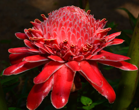 Etlingera elatior Red (Torch Ginger) seeds - RP Seeds