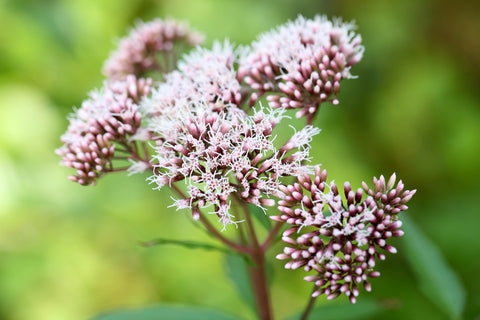 Eupatorium canabinum (Hemp Agrimony) seeds - RP Seeds