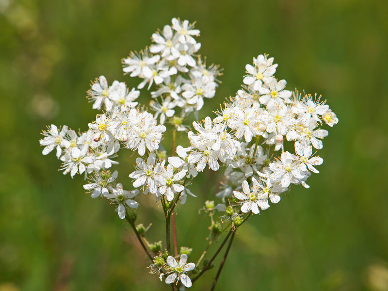 Filipendula vulgaris (Dropwort) seeds