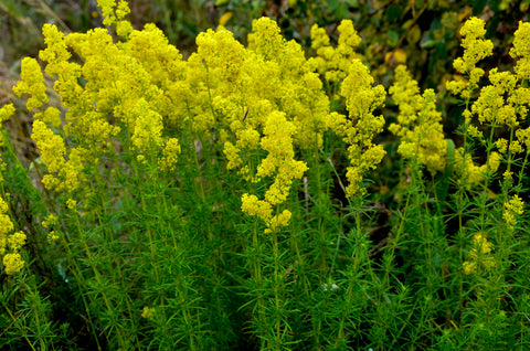 Galium verum (Lady's Bedstraw) seeds - RP Seeds