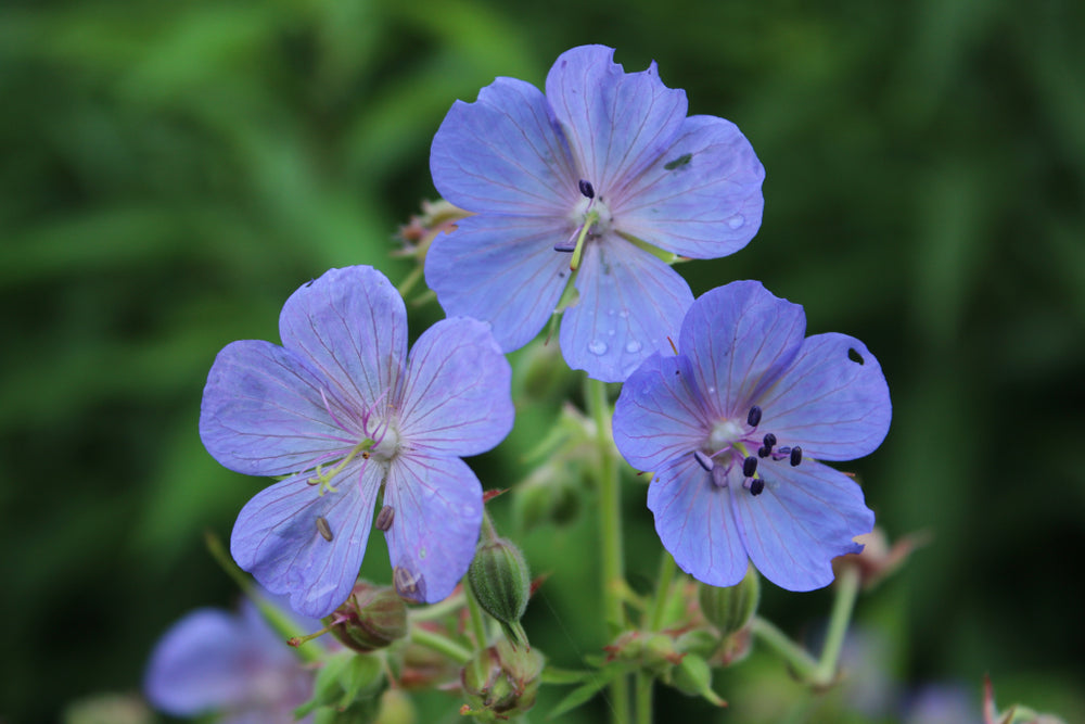 geranium seeds uk RP Seeds: Geranium pratense (Meadow Cranesbill) 20 seeds
