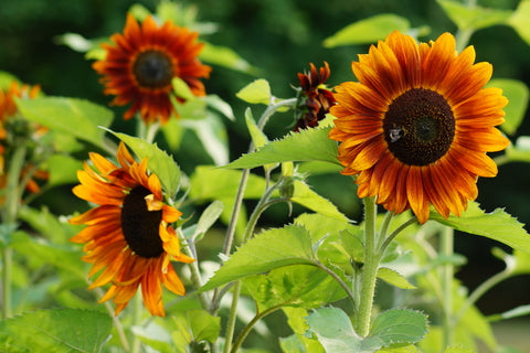 bulk sunflower seeds for planting uk RP Seeds : Helianthus Earthwalker (Sunflower) 15 seeds