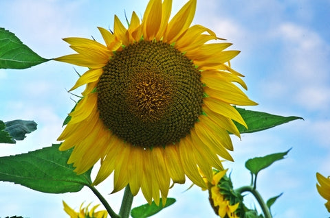 Helianthus Tall Single (Sunflower) seeds - RP Seeds