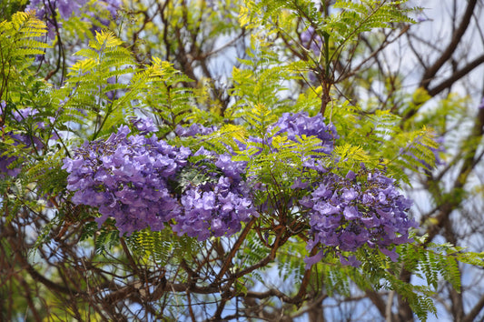 Jacaranda mimosifolia (Blue Jacaranda) seeds - RP Seeds