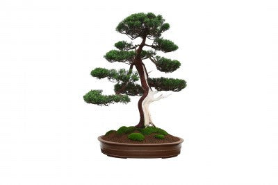 Juniperus chinensis (Chinese Juniper) seeds - RP Seeds