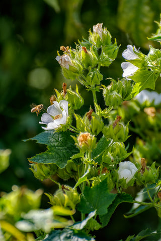 Kitaibelia vitifolia (Russian Hibiscus) seeds - RP Seeds