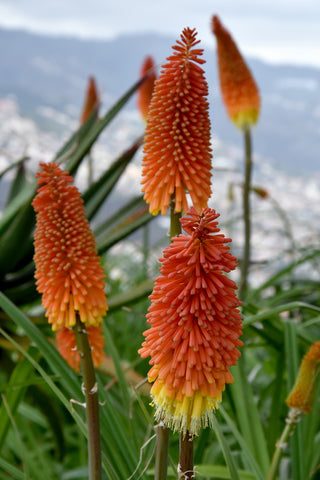 Kniphofia Trimota Hybrids (Red Hot Poker) seeds - RP Seeds
