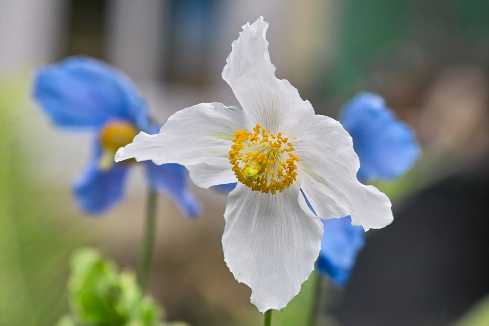 Meconopsis betonicifolia alba (Himalayan Poppy) seeds - RP Seeds