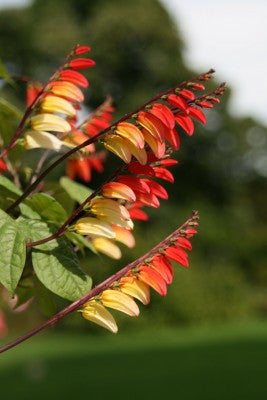 spanish flag plant seeds RP Seeds : Mina lobata [syn. Ipomoea] (Spanish Flag) 20 seeds