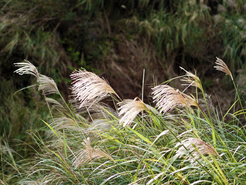 Miscanthus sinensis Hybrids (Chinese Silver Grass) seeds - RP Seeds