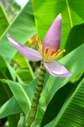 Musa Velutina Seeds, Pink Dwarf Banana, Rare Tropical Fruit - Israel Musa Velutina Seeds, Pink Dwarf Banana, Rare Tropical Fruit - Israel