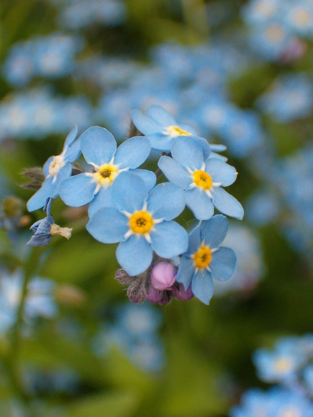 Myosotis Blue Ball (Forget-Me-Not) seeds - RP Seeds