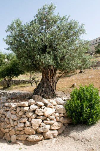 olive tree seeds for planting RP Seeds : Olea europea (Olive) seeds