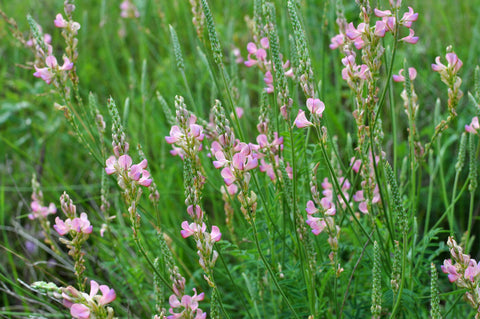 Onobrychis viciifolia (Sainfoin) seeds - RP Seeds