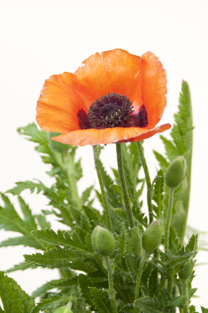 Papaver orientale Allegro (Oriental Poppy) seeds - RP Seeds