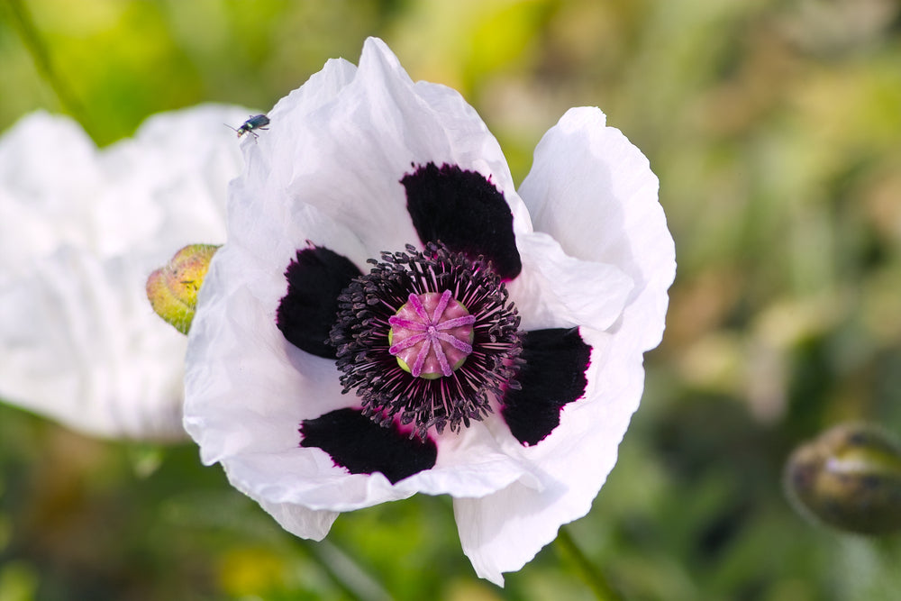 Papaver orientale Royal Wedding (Oriental Poppy) seeds - RP Seeds