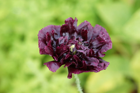 Pavot à Opium White Cloud (Papaver Somniferum - Foto 4