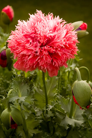 Papaver paeoniflorum Scarlet Oase (Peony Poppy) seeds - RP Seeds