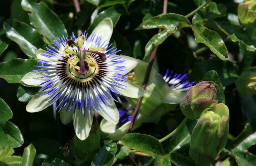 blue passion flower seeds RP Seeds : Passiflora caerulea (Blue Passion Flower) 15 seeds