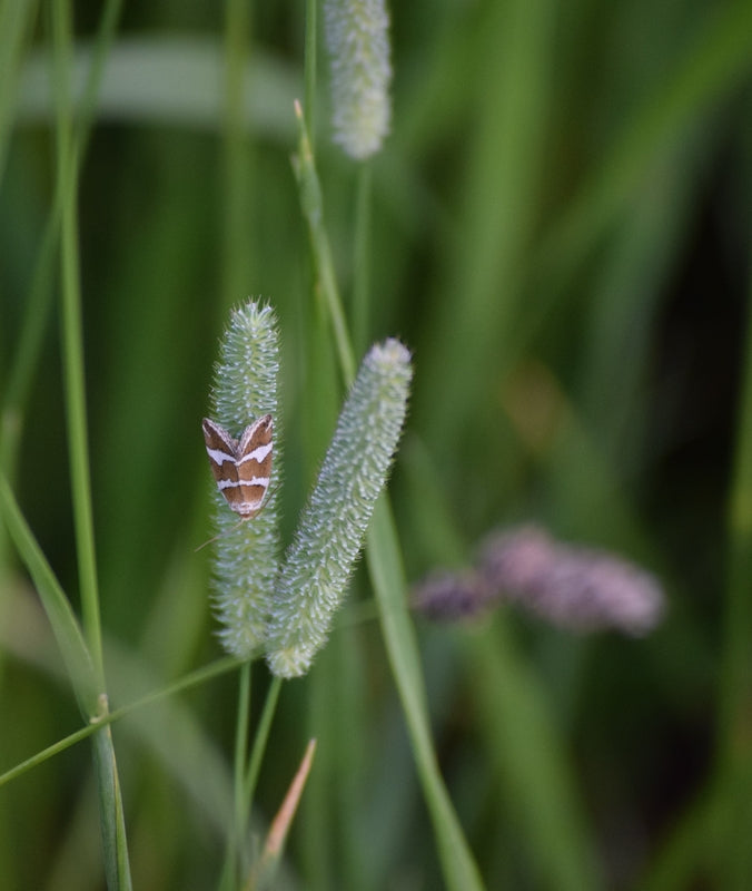 Phleum bertolonii (Smaller Cats Tail) seeds