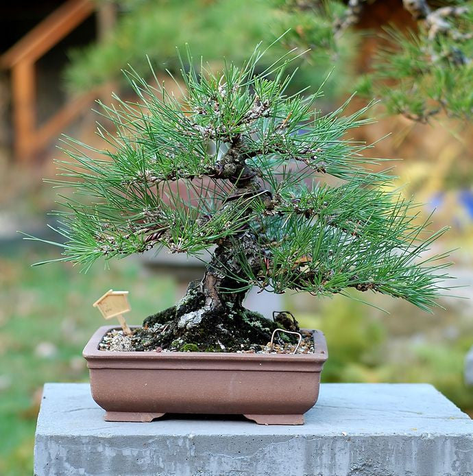 japanese bonsai tree seeds RP Seeds : Pinus thunbergii (Japanese Black Pine) 10 seeds