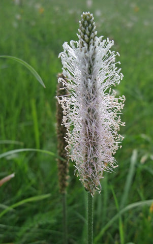 Plantago media (Hoary Plantain) seeds - RP Seeds