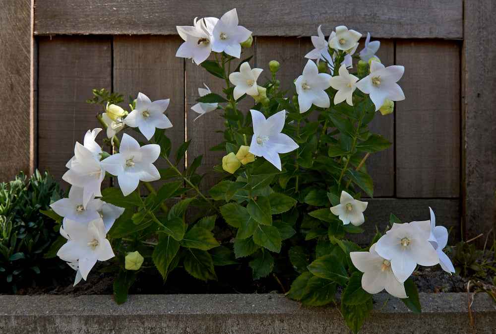 white balloon flower seeds RP Seeds: Platycodon grandiflorus White (Balloon Flower) 50 seeds