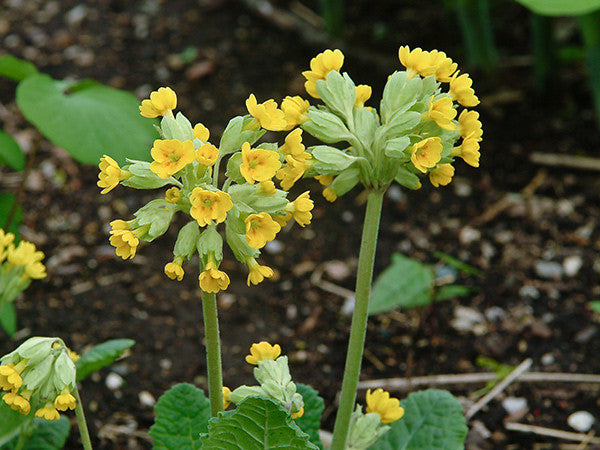 planting cowslip seeds RP Seeds : Primula veris (Cowslip) 50 seeds