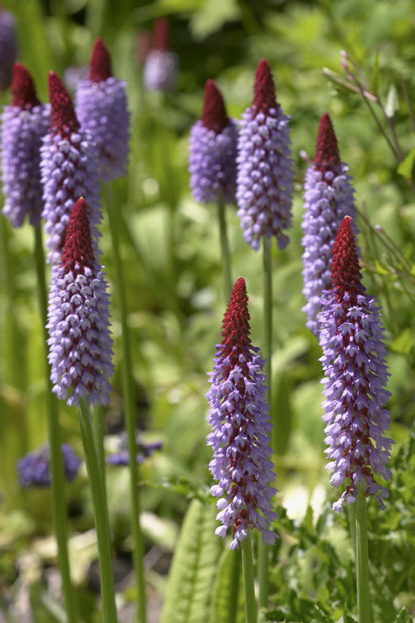 Primula vialii seeds - RP Seeds