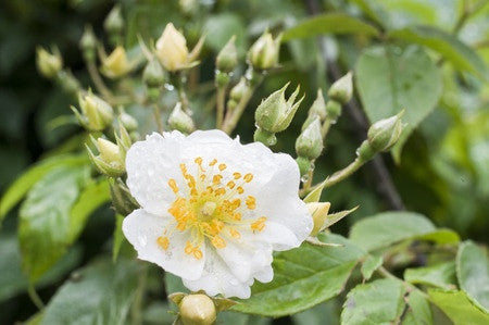 multiflora rose seeds RP Seeds: Rosa multiflora (Japanese Rose) 50 seeds