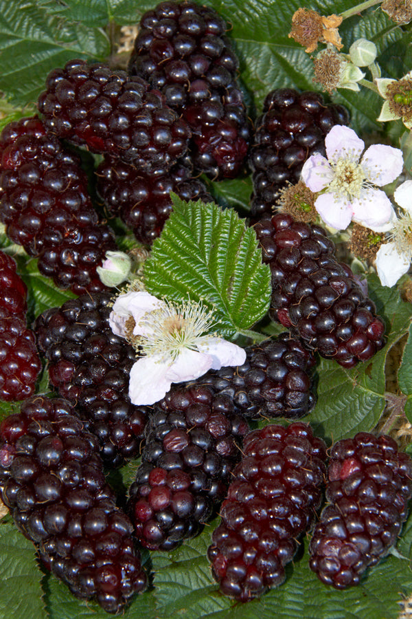 blackberry plant seeds RP Seeds : Rubus fruticosus (Blackberry) 50 seeds
