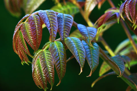 planting mahogany seeds RP Seeds : Toona sinensis (Chinese Mahogany) 30 seeds