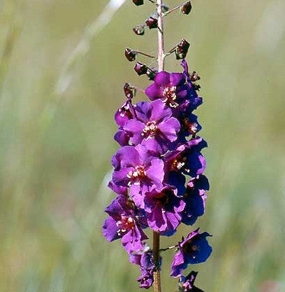 Verbascum phoeniceum Violet (Mullein) seeds - RP Seeds